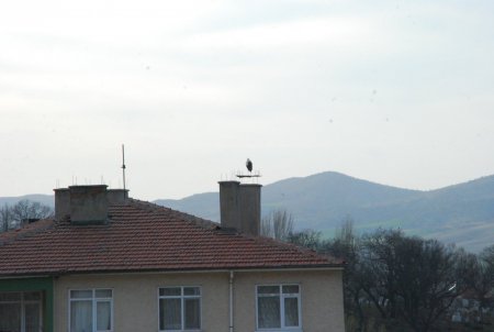 Leylekler için apartmanın çatısına yuva yaptı