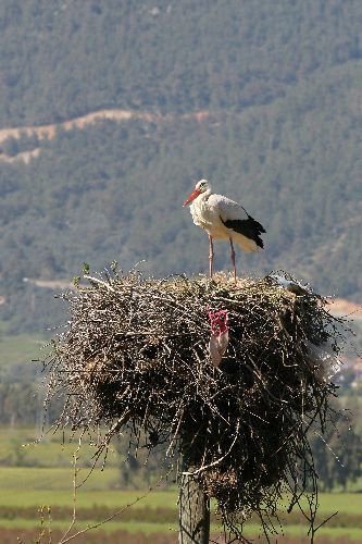 Leylekler Köylerine Küstü
