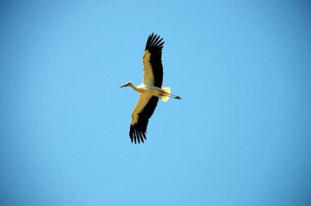 Leylekler Köylerine Küstü
