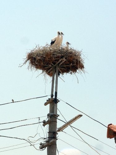 Leylekleri koruma seferberliği başladı