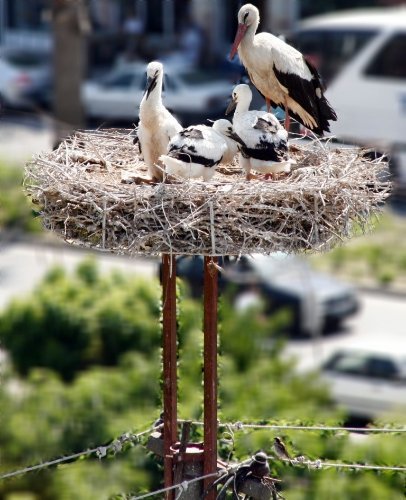 Leylekleri koruma seferberliği başladı