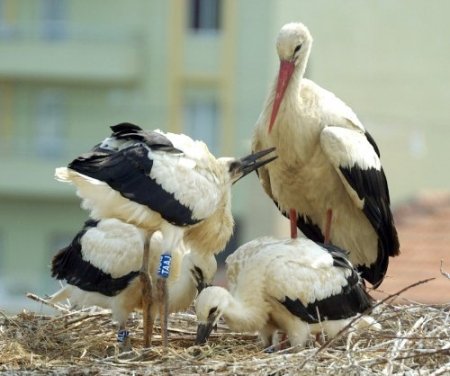 Leylekleri koruma seferberliği başladı