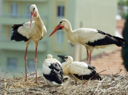Leylekleri koruma seferberliği başladı