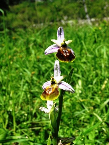 Likya Okidesi koruma altına alındı