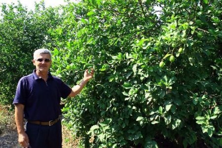 Limon Üreticileri, Devletin Belirlediği Fiyatın Kendilerine Yansımamasından Şikayetçi