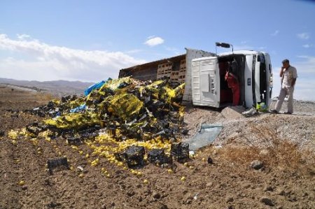 Limon Yüklü Tır Devrildi, Limonlar Tarlaya Saçıldı