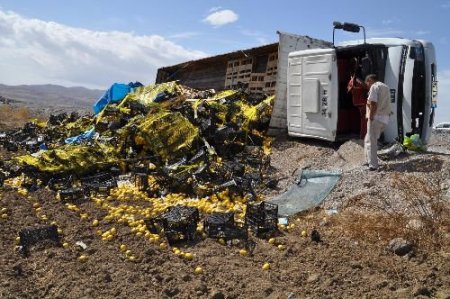 Limon Yüklü Tır Devrildi, Limonlar Tarlaya Saçıldı