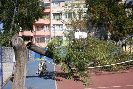 Lodos Ağaç Devirdi, Öğrenciler Ölümden Döndü