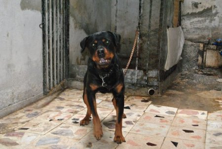 Madde bağımlıları ve hırsızlara karşı kamera ve pitbullu koruma