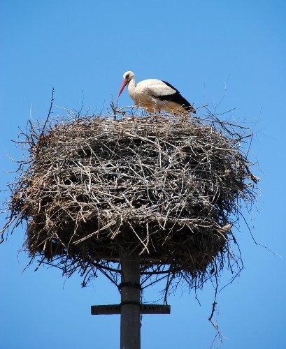 Mahalleli, leylek yavrularının kuluçkadan çıkmasını dört gözle bekliyor