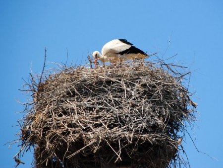 Mahalleli, leylek yavrularının kuluçkadan çıkmasını dört gözle bekliyor