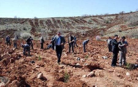 Mahkumlar Fidan Dikti