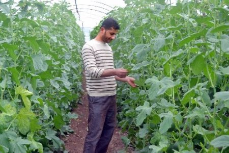Makul fiyat, bol ürün çiftçiye daha çok para kazandırdı