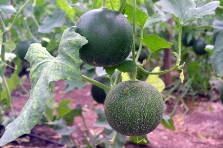 Makul fiyat, bol ürün çiftçiye daha çok para kazandırdı