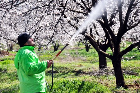 Malatya kayısısını don vurdu