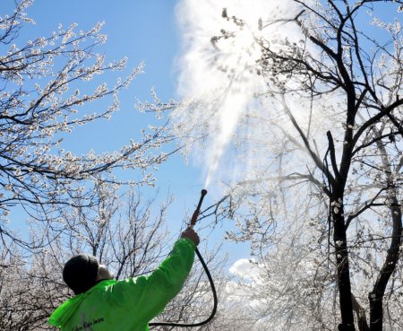Malatya kayısısını don vurdu