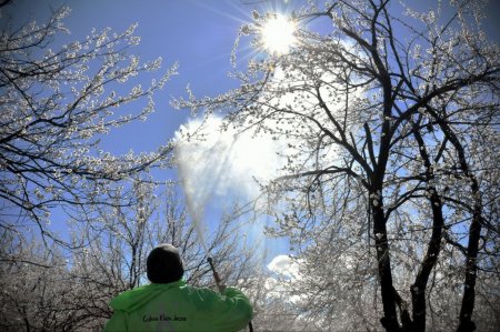 Malatya kayısısını don vurdu