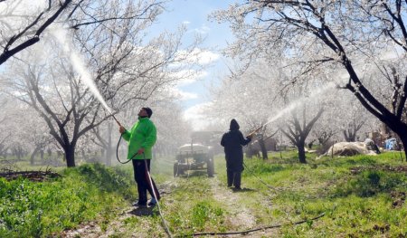 Malatya kayısısını don vurdu