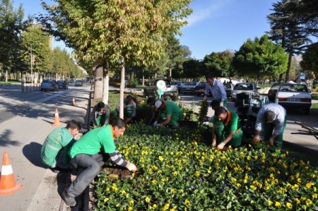 Malatya sokakları menekşelerle süslendi
