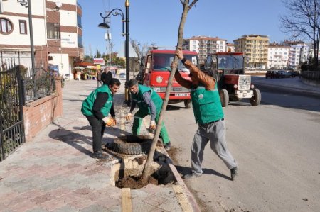 Malatya'da 1 yılda bin 405 yetişkin ağaç dikildi