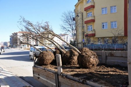 Malatya'da 1 yılda bin 405 yetişkin ağaç dikildi
