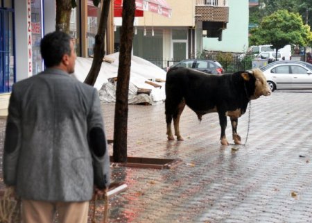 Malatya'da 3 kilometre kaçan kurbanlık, kesilmekten kurtulamadı