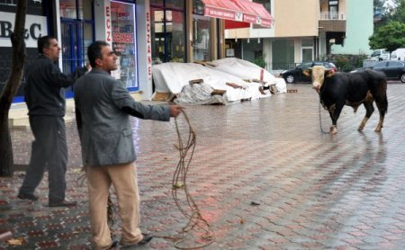 Malatya'da 3 kilometre kaçan kurbanlık, kesilmekten kurtulamadı