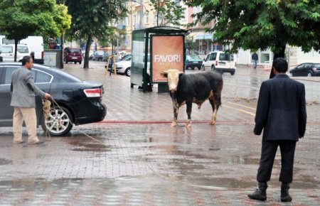 Malatya'da 3 kilometre kaçan kurbanlık, kesilmekten kurtulamadı