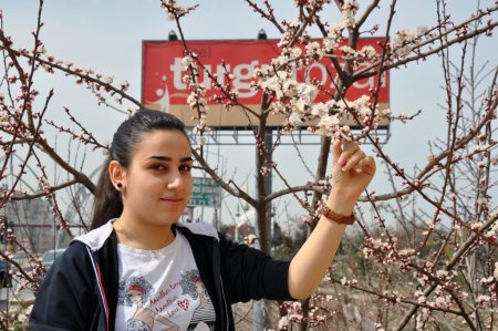 Malatya'da kayısılar 20 gün önce çiçek açtı