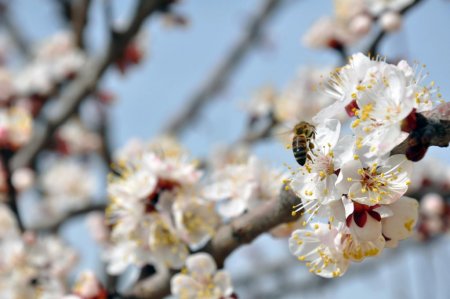 Malatya'da kayısılar 20 gün önce çiçek açtı