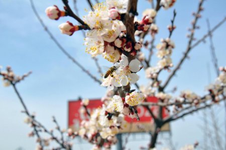 Malatya'da kayısılar 20 gün önce çiçek açtı