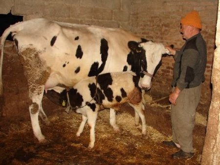Maliyetleri Karşılayamayan Üretici Damızlık Hayvanını Kesimhaneye Yolluyor