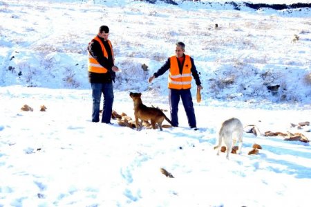 Mamak Belediyesi, kış nedeniyle sokak hayvanlarına yiyecek bırakıyor