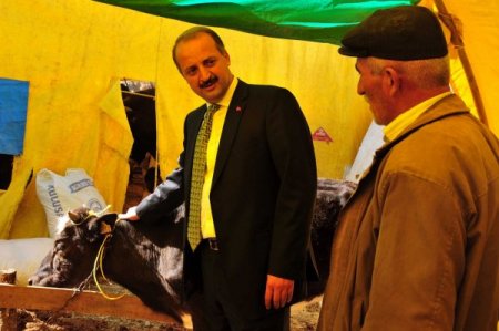 Mamak Belediyesi' nden kurbanlıklara gebelik testi