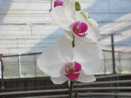 Mamak Çöplüğü orkideleri ile ünlenecek