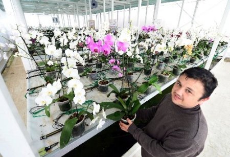 Mamak çöplüğü orkidelerle süslendi