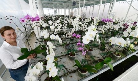 Mamak çöplüğü orkidelerle süslendi