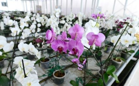Mamak çöplüğü orkidelerle süslendi