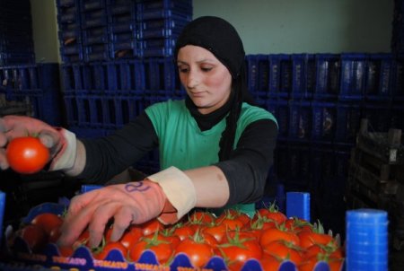Manavgat Domatesi Kış Döneminde 1 Liradan Alıcı Buldu