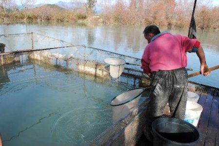 Manavgat iç sularında balık avı yasaklandı