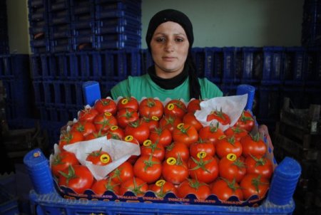 Manavgat Kontrollü Tarım Uygulamasının İlk Yılında Yüzde 100 Başarı Elde Etti