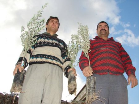 Manavgat Ziraat Odası, Narenciye Ürünleri Yetiştiriciliğinde Öncü Olacak