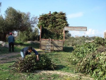 Manavgat'ın Köyleri, Koruma Altına Alınan 'defne' İle Kalkınacak