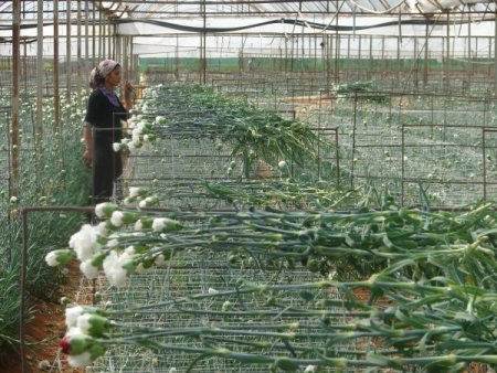 Manavgatlı Çiftçilere 'Bilinçli Tarım Uygulaması' Eğitimi