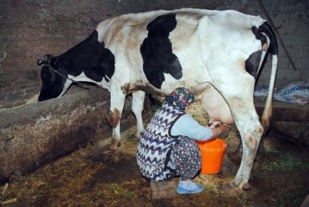 Manavgat'ta 3 bin 114 kişi 700 bin lira anaç sığır desteğinden yararlandı