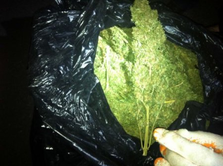 Manavgat'ta 50 kilogram Hint keneviri ele geçirildi