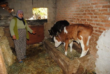 Manavgat'ta 754 kişi 172 bin lira buzağı desteği aldı