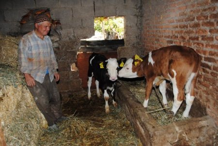 Manavgat'ta 754 kişi 172 bin lira buzağı desteği aldı