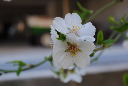 Manavgat'ta Badem Ağaçlarından Sonra Erikler De Çiçek Açtı