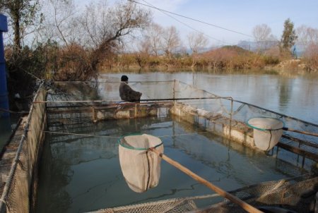 Manavgat'ta balık çiftlikleri yasalara uygun balık üretiyor